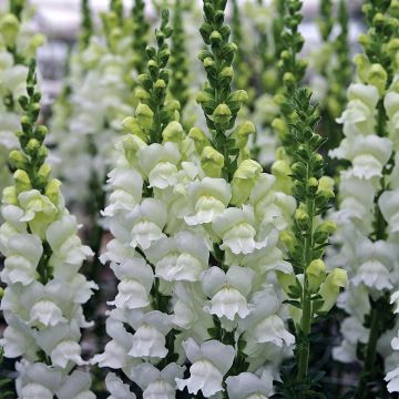 Antirrhinum Fresh White em sementes