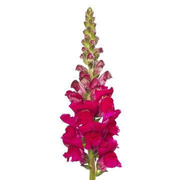 Antirrhinum Orleans Lilac em sementes