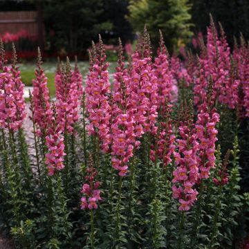 Antirrhinum Rocket Rose Shades em sementes