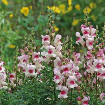 Antirrhinum Lucky Lips em sementes