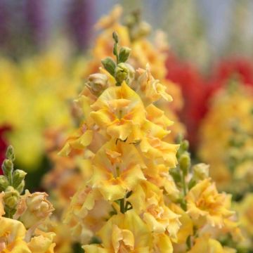 Antirrhinum Sweet Duet Citrus em sementes