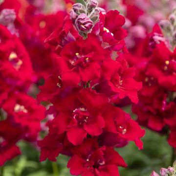 Antirrhinum Sweet Duet Deep Red em sementes