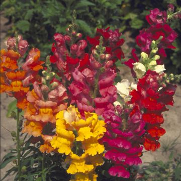 Antirrhinum Majestic Mix em sementes