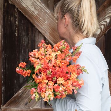 Antirrhinum Madame Butterfly Bronze em sementes