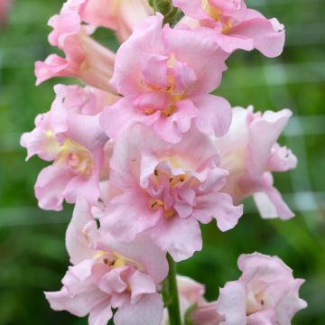 Antirrhinum Madame Butterfly F1 Pink em sementes - Boca-de-lobo