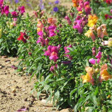 Antirrhinum Magic Carpet Mix em sementes