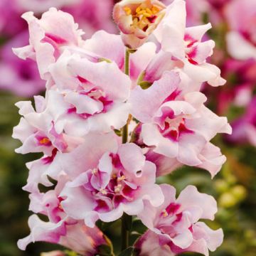 Antirrhinum nanum Twinny Orchid F1 em sementes