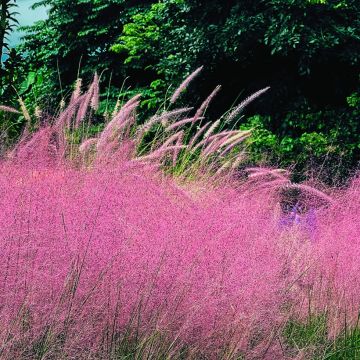 Muhlenbergia capillaris Ruby em sementes
