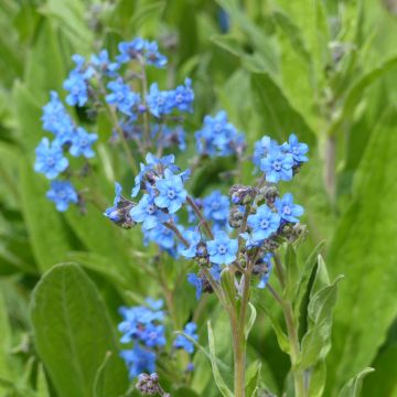 Cynoglossum amabile Firmament em sementes