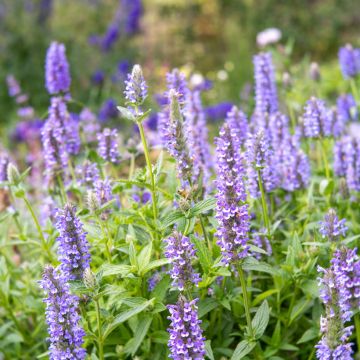 Nepeta nervosa Blue Moon em sementes