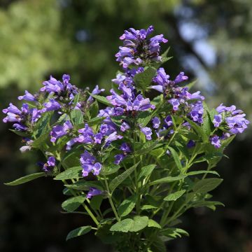 Nepeta subsessilis Dark Blue Panther em sementes