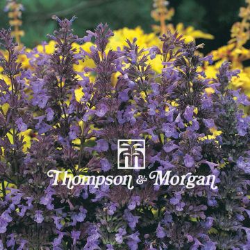 Nepeta transcaucasica Blue Infinity em sementes