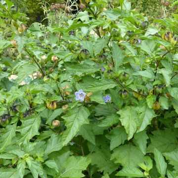 Nicandra physalodes em sementes Nicandra physalodes em sementes
