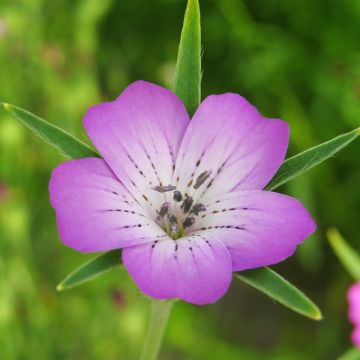 Agrostemma githago em sementes