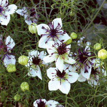 Nigella papillosa African Bride em sementes