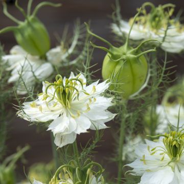 Nigella damascena Branca à capsule verte em sementes