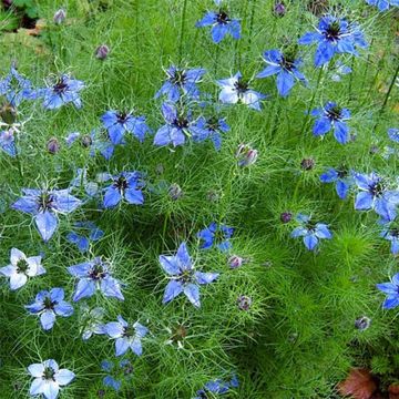 Nigella damascena Miss Jekyll Blue em sementes