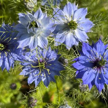 Nigella damascena Moody Blues em sementes