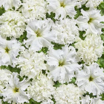 Petúnia fimbriata White Double em sementes