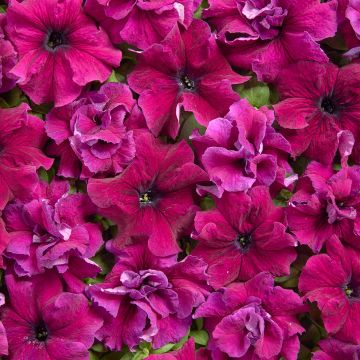 Petúnia grandiflora Purple Dwarf em sementes