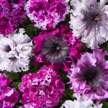 Petúnia grandiflora Superbissima Cerny's Triumph em sementes
