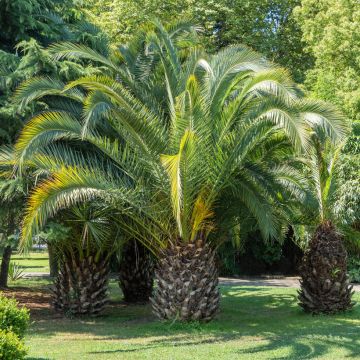 Butia capitata em sementes