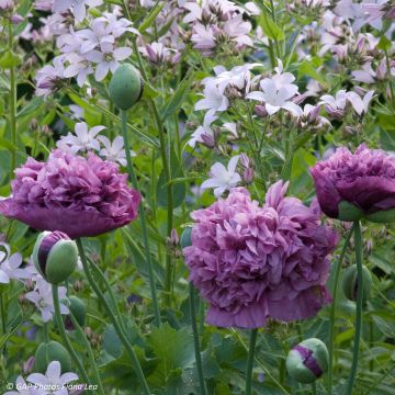Papaver somniferum Purple Peony em sementes