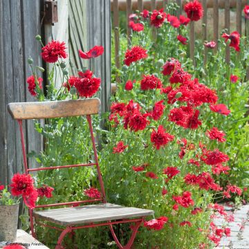 Papaver somniferum var. nigrum Red Peony em sementes