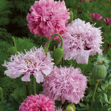 Papaver somniferum Tallulah Belle Blush em sementes