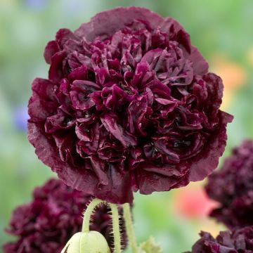 Papaver somniferum var. nigrum Black Peony em sementes