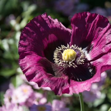 Papaver somniferum Lauren's Grape em sementes