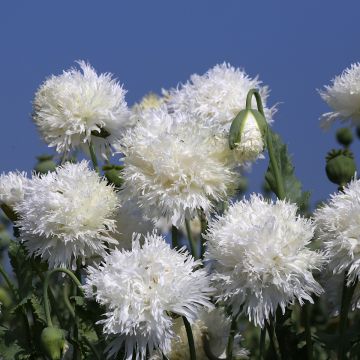 Papaver somniferum White Swan em sementes