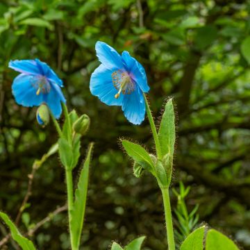 Meconopsis betonicifolia em sementes Meconopsis betonicifolia em sementes