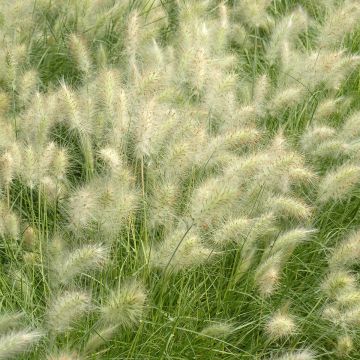 Pennisetum villosum Cream Falls em sementes