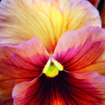 Amor-perfeito Inspire Peach Shades em sementes - Viola x wittrockiana