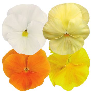 Amor-perfeito Inspire Plus Sunny Day Mix em sementes - Viola x wittrockiana