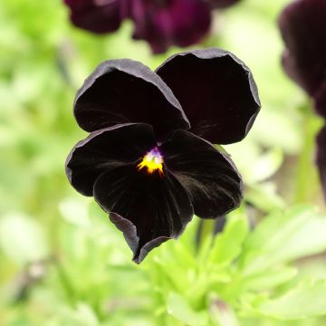Amor-perfeito Black Cristal em sementes - Viola x wittrockiana