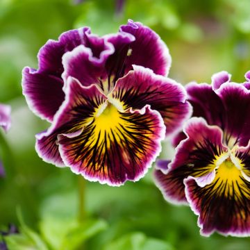 Amor-perfeito Rococo em sementes - Viola x wittrockiana