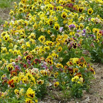 Amor-perfeito Frou Frou em sementes - Viola x wittrockiana
