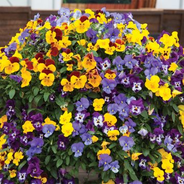 Amor-perfeito Freefall XL Mix em sementes - Viola x wittrockiana