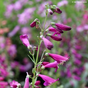 Penstemon barbatus Twizzle Purple em sementes