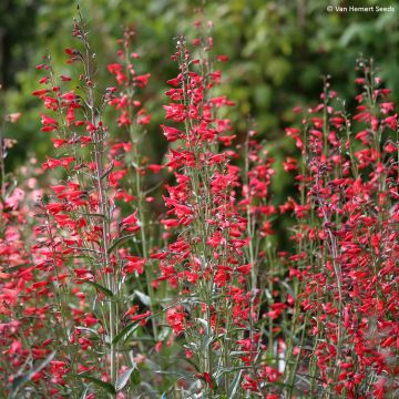 Penstemon barbatus Twizzle Scarlet em sementes