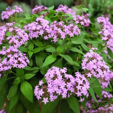 Pentas lanceolata Northern Lights Lavender em sementes