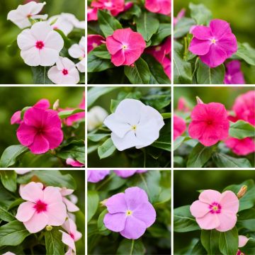 Vinca-de-madagascar Heatwave Mix em sementes