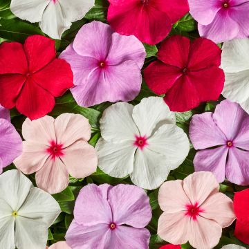 Vinca-de-madagascar Volcano F1 Mix em sementes