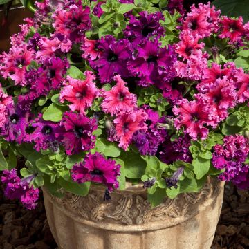 Petúnia Espresso Frappé Mix em sementes