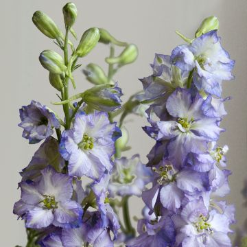 Delphinium Fancy Purple Picotee em sementes