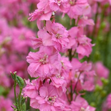 Delphinium consolida Imperial QIS Rose em sementes