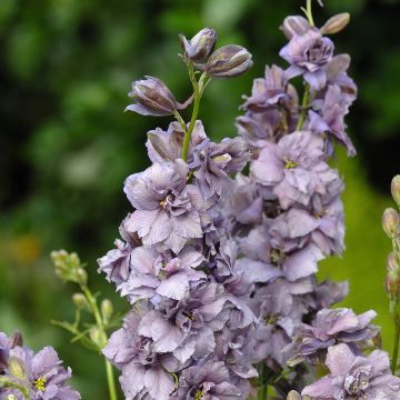 Delphinium consolida Misty Lavender em sementes Delphinium consolida Misty Lavender em sementes