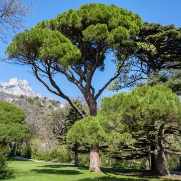 Pinus pinea em sementes - Pinheiro-manso